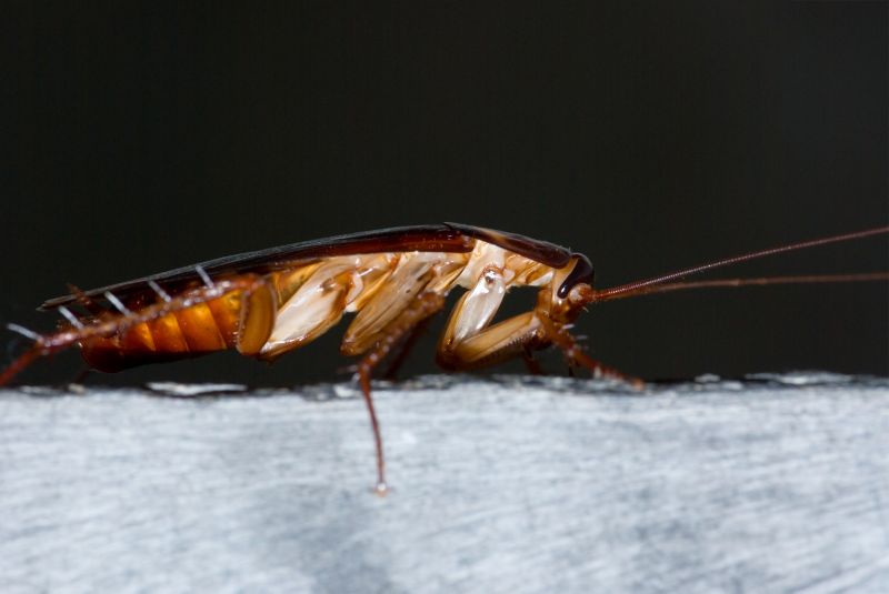 Cockroach Fumigation Service