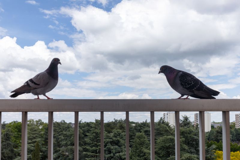 Commercial Bird Removal