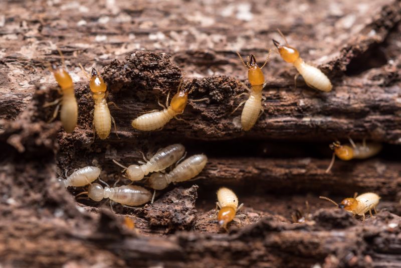 Commercial Termite Removal