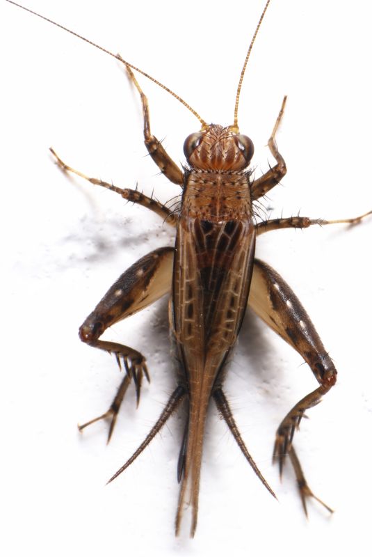 Cricket Control Service in Mckinney, TX