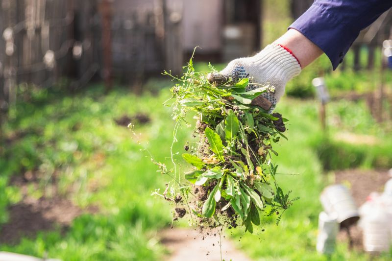Ground Bees Removal