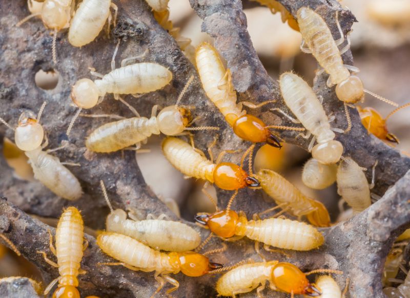 Health And Property Risks Associated With Termite Activity
