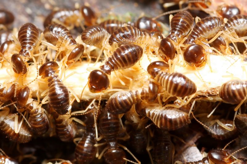 How Termites Cause Structural Damage To Homes