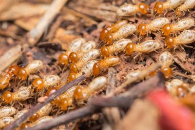 How Termites Threaten Commercial Buildings And Structures