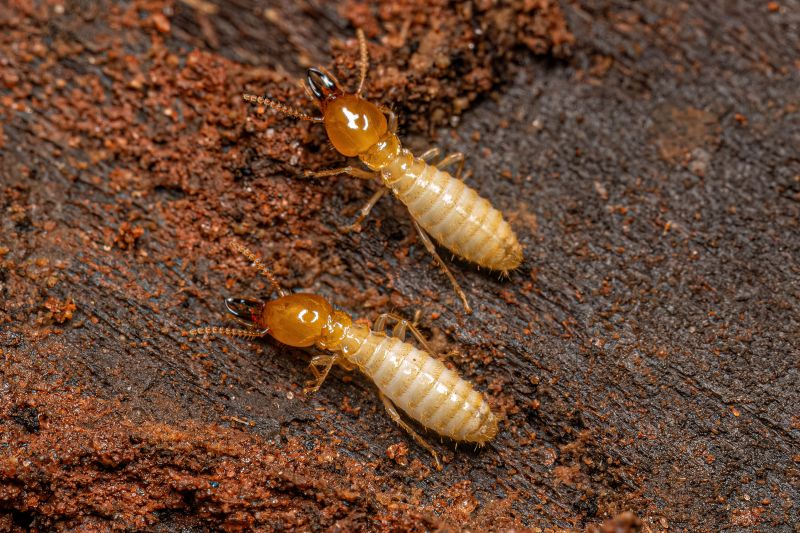 Preventing Termite Infestations In Offices, Warehouses, And Retail Spaces