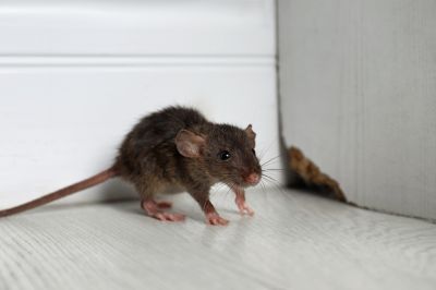 Rats Extermination