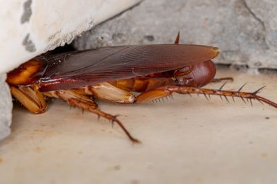 Roach Extermination