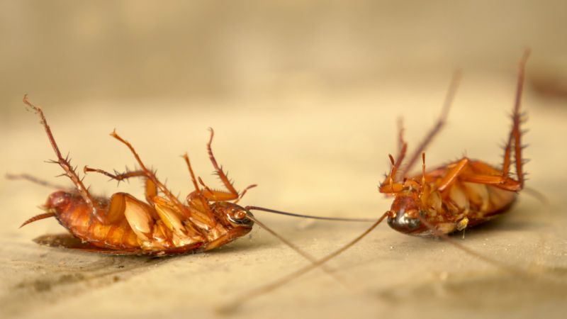 Roach Removal