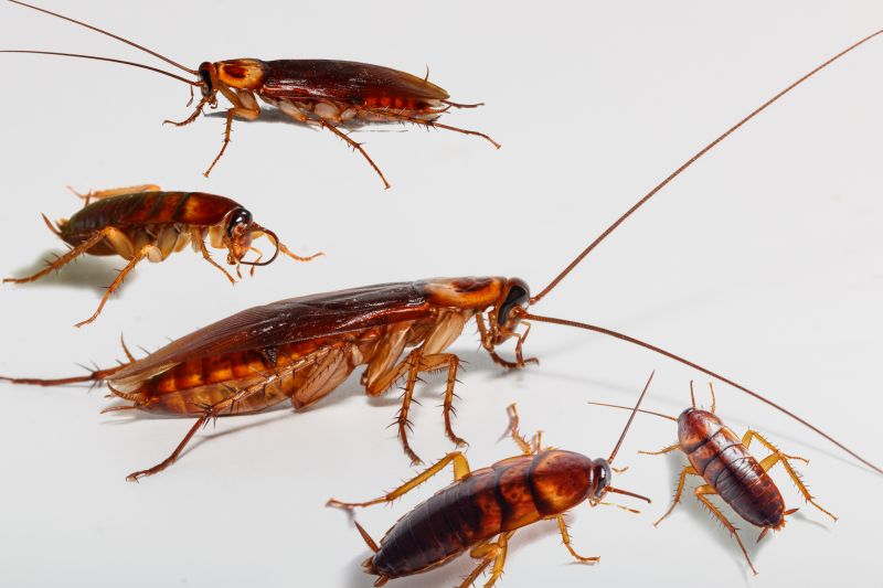Roach Removal