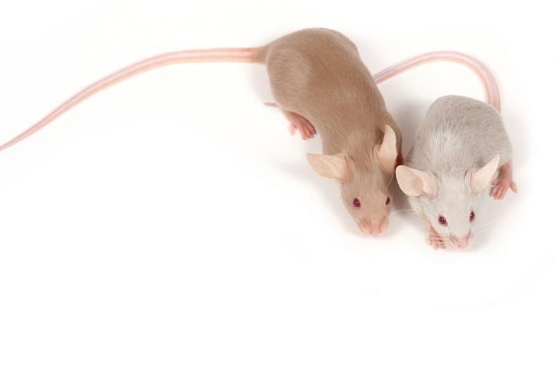 Rodent Control Service