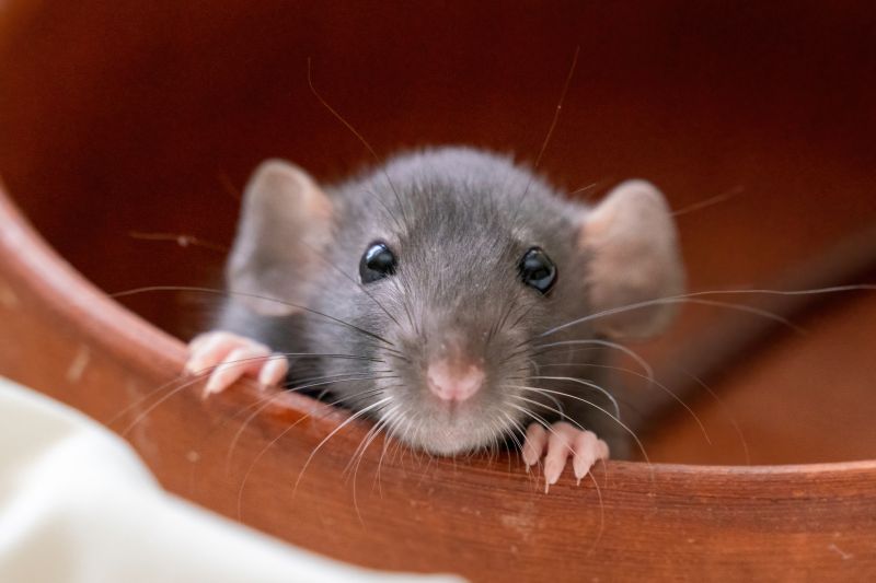 Rodent Extermination Service