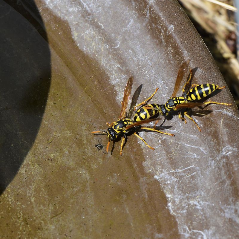 Stinging Insect Extermination