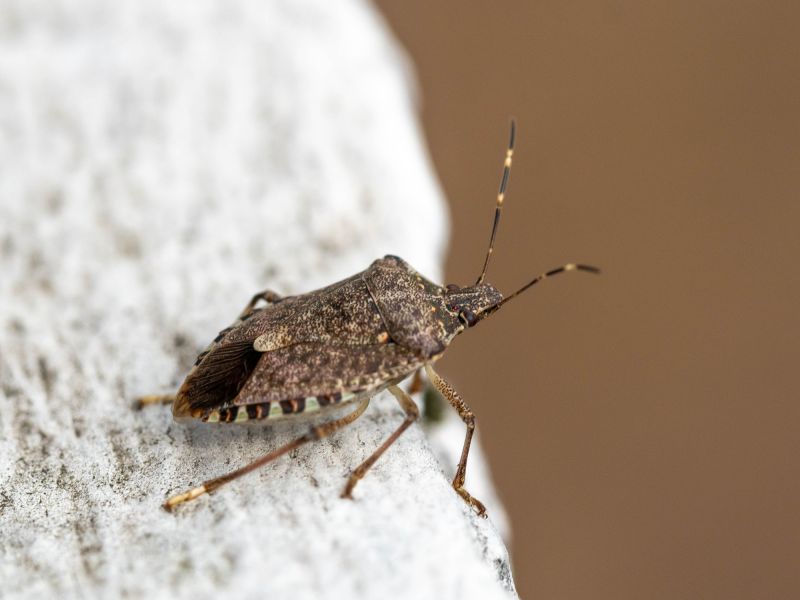Stinkbug Extermination Service