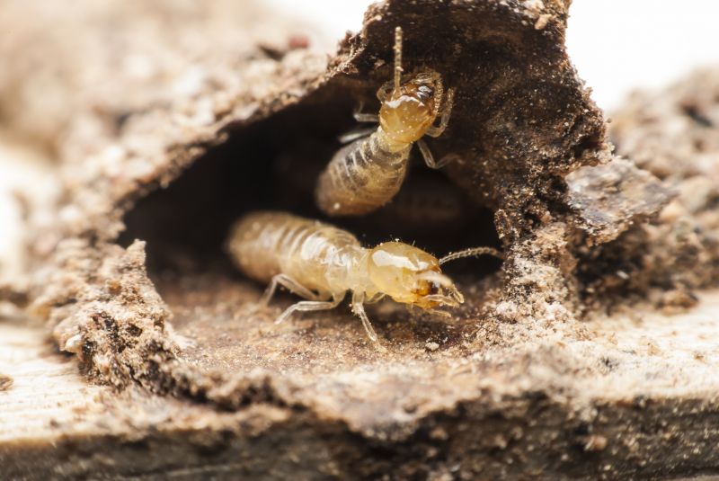 Termite Extermination