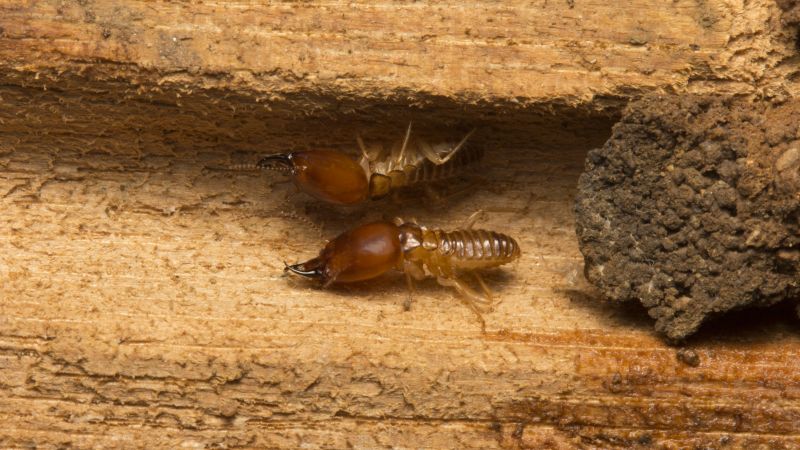 Termite Extermination