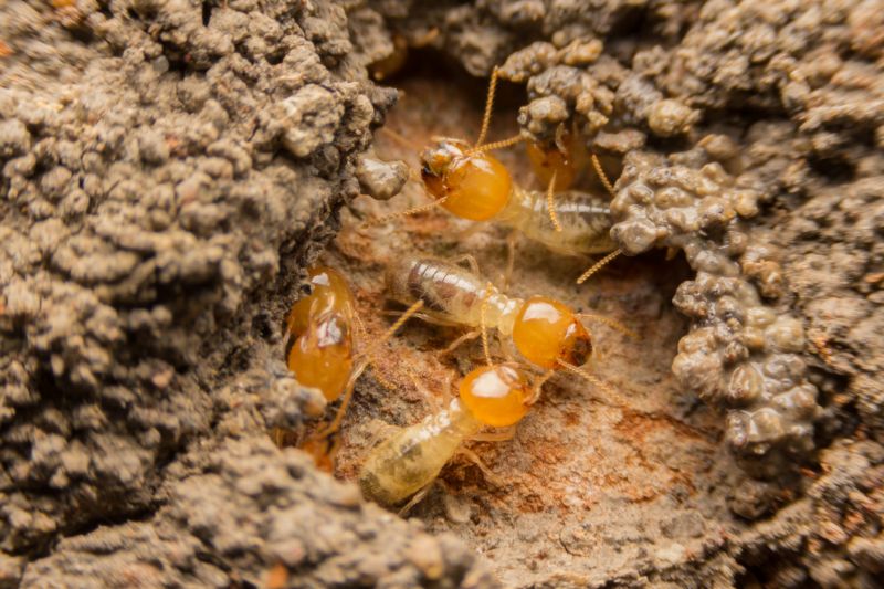 Termite Extermination