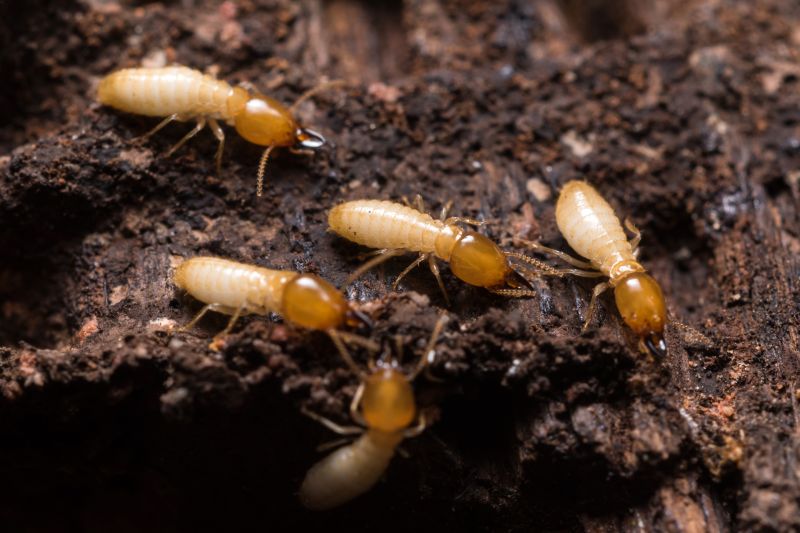 Termite Extermination