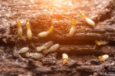 Why Commercial Termite Control Requires Specialized Treatment Plans