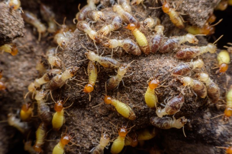 Termite Extermination
