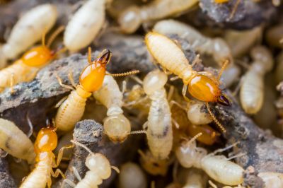 Termite Extermination