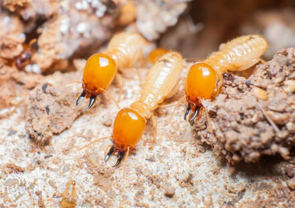 Termite Service